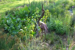 rain garden